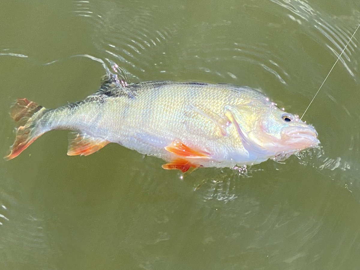 TotalNativeDVD's tweet photo. We are getting some ripper #Redfin atm.  One of the best table fish in the freshwater.  #FreshwaterWhiting https://t.co/H17aB452mg