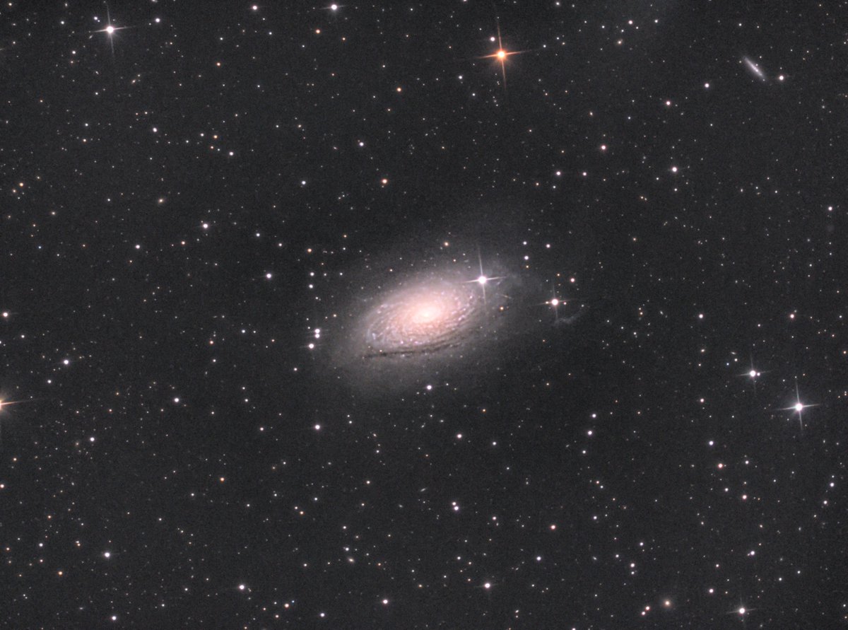 tombardier's tweet photo. #M63, the🌻#Sunflower #Galaxy🇺🇦. My first attempt to process this. 200x30 sec luminance, 150 red, and 100 each of green and blue. 11 hours pre-processing time! #Skywatcher #200P #EQ6-R Pro #ASI1600MM. https://t.co/hFALAJSwQu