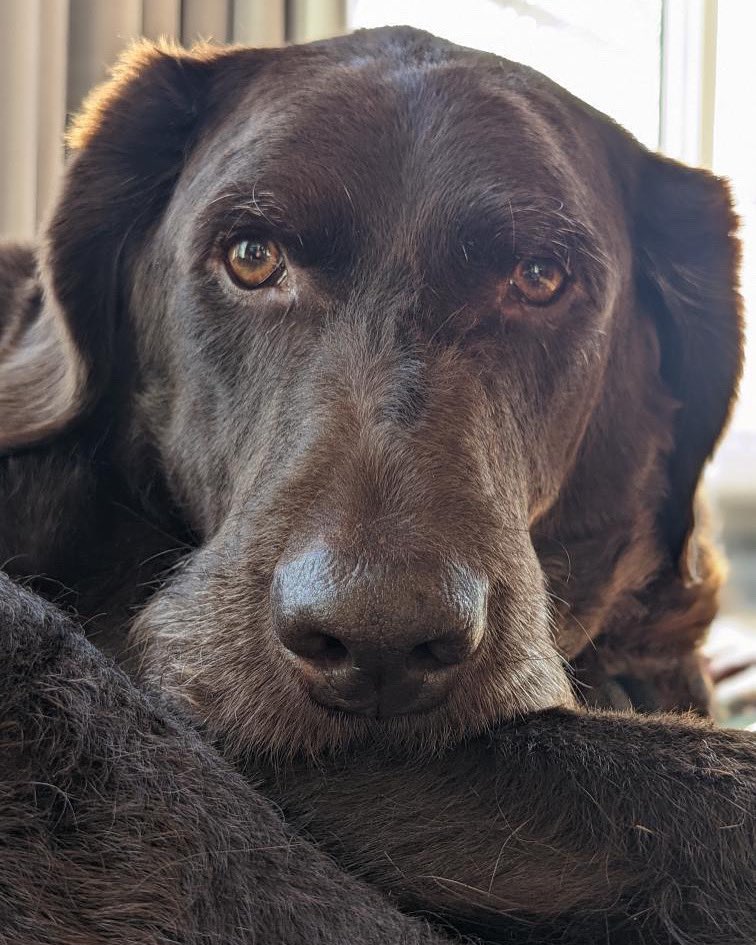 tlcpetfood's tweet photo. Hi, I just wanted to send a pic of my buddy Finnegan. He has been on TLC dog food since he was born. He just loves it. Thank you for taking care of my baby 💖  #puppyfood #puppy #dog #doglife #dogfooddelivery #cute #goodeats #mealtime #petnutriton #dognutrition #dogfood #petfood https://t.co/BOzCwlkhhB