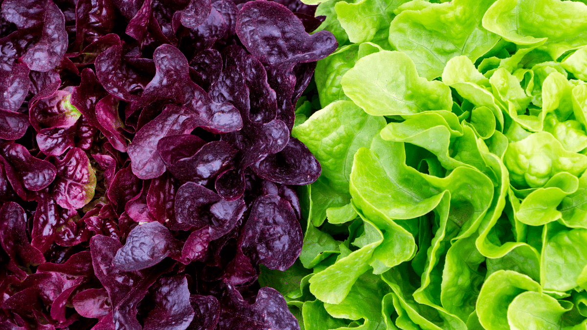 Have you heard about space lettuce? 🚀🌿

Researchers from the University of California, Davis have "genetically engineered lettuce to produce a drug based on a human hormone that keeps bones strong". 

To read more:

ow.ly/Wqxw50IuvVJ

#foodtech #innovation #lettuce #NASA