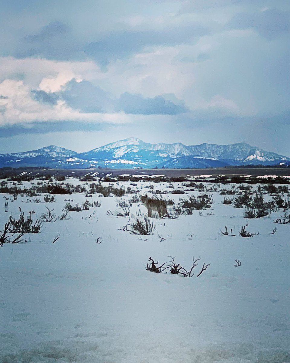 qzhun1998's tweet photo. @GrandTetonNPS Is this a wolf or coyote? https://t.co/6bhFOZpSfR