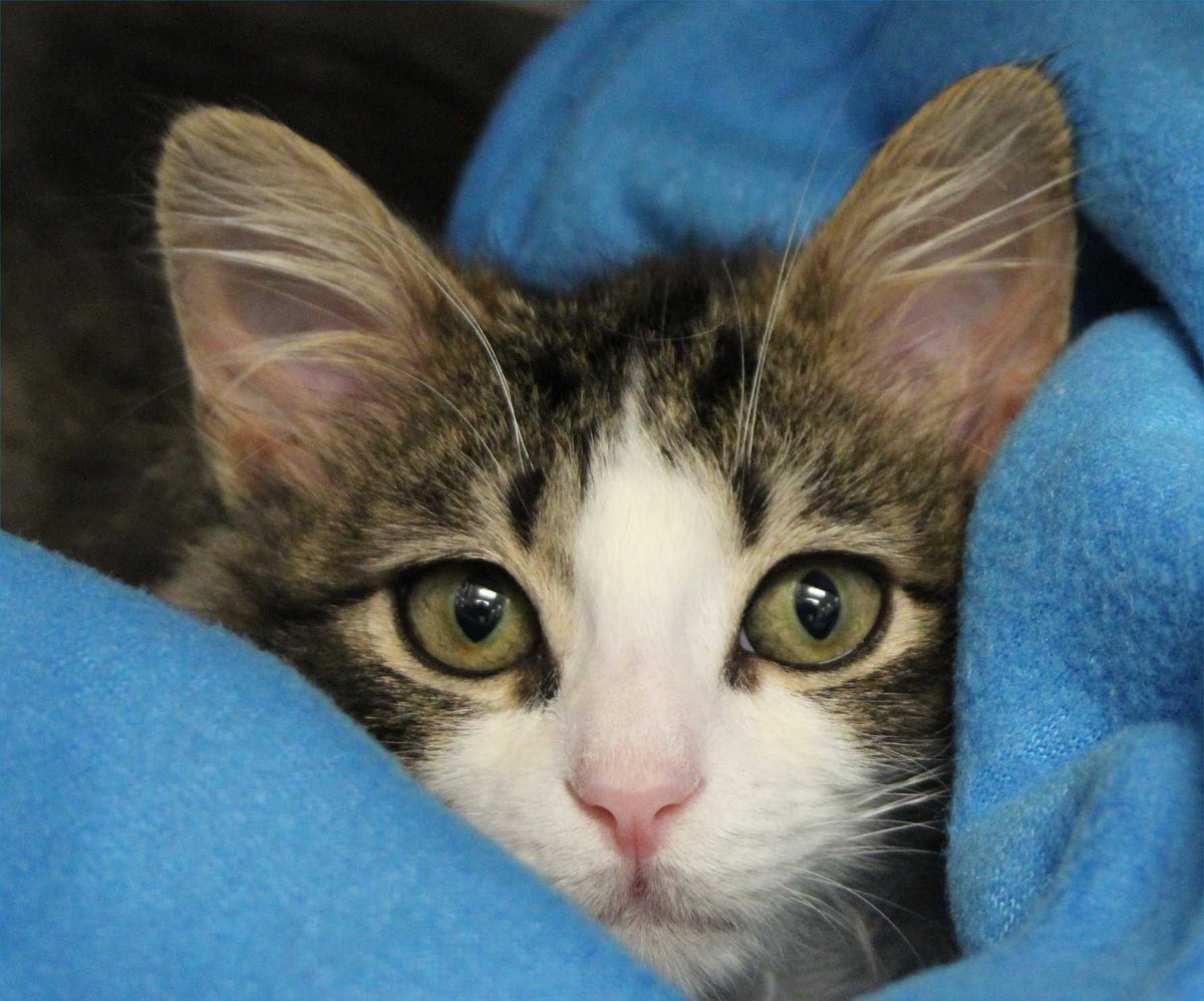 austinpetsalive's tweet photo. Poor Marcel has a painful rectal stricture and needs a balloon dilation surgery, so he can easily use the bathroom without straining. At only five months old, he deserves a happy and pain free life. 60% left to raise for his surgery! Donate today: https://t.co/7v3OMJi8X9 https://t.co/88odesaVH0