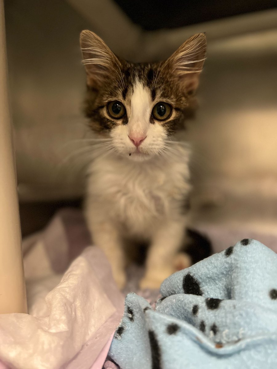austinpetsalive's tweet photo. Poor Marcel has a painful rectal stricture and needs a balloon dilation surgery, so he can easily use the bathroom without straining. At only five months old, he deserves a happy and pain free life. 60% left to raise for his surgery! Donate today: https://t.co/7v3OMJi8X9 https://t.co/88odesaVH0