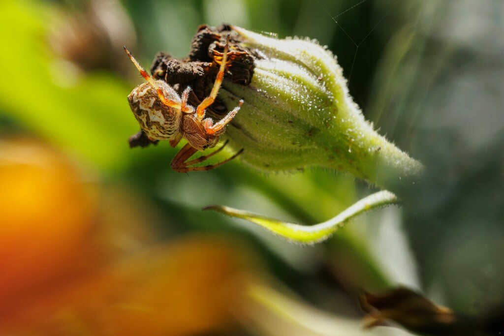 dawnstarcamera's tweet photo. Photo of a spider I took over a week ago but procrastinated a little on editing and posting. Still not 100% happy with it but if I try and do any more it’ll just look horribly over edited.

Caught this little bulbous spider just after it had finished fee… https://t.co/KD0uyC24KF https://t.co/Q7qJbmSAWN