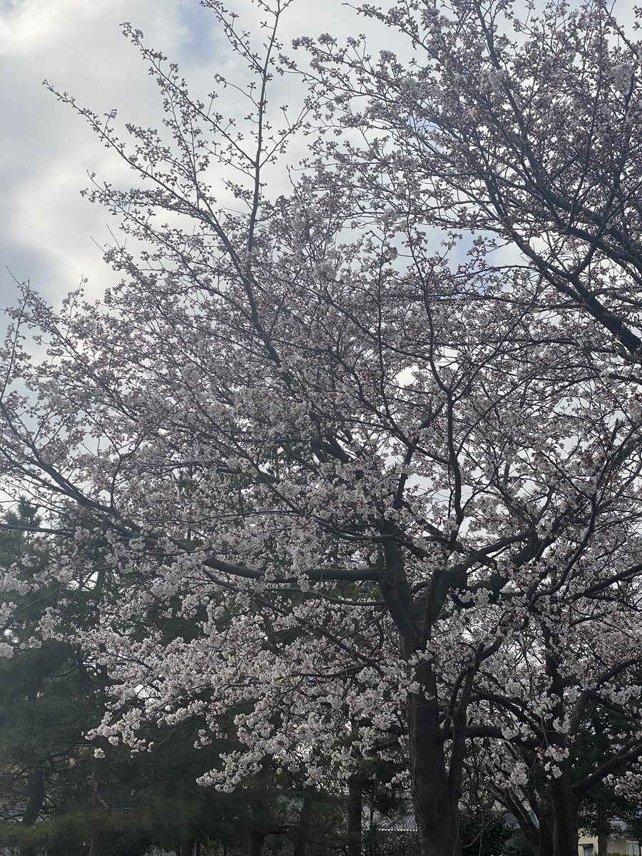 tomo19920408's tweet photo. 久しぶりに太陽出てる時に外出た☀️

たまには歩いてみた。桜咲いてた🌸

たまには昼間外出てみよう💎

腐った心綺麗にしよー🐰 https://t.co/pOZUfecwfM