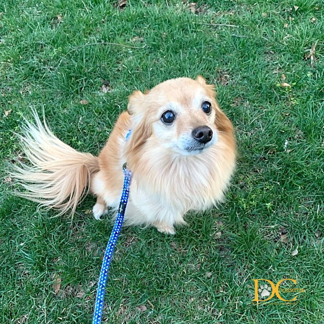 DC Dog Sitter tweet media