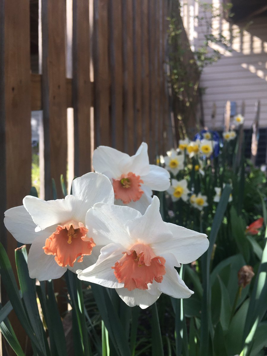 Virginia_Delish's tweet photo. Workout of the day: soil/compost bag lift!💪 Planting some cool weather edibles while the spring blossoms are at their peak🌱💚 @GreenstreetNOVA #AlexandriaVA https://t.co/vu9zeepoxm