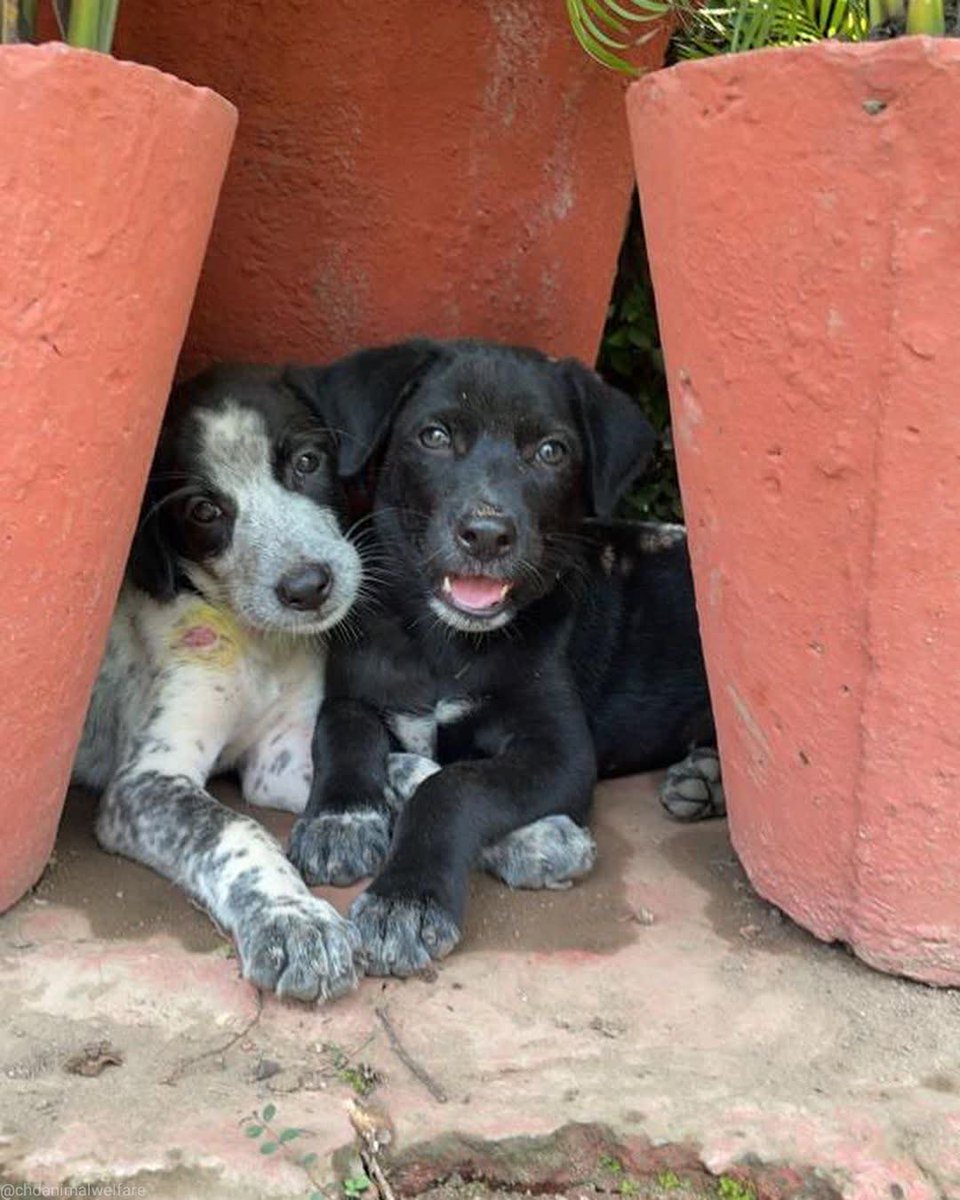 NecesitoUnPerro's tweet photo. Lo mejor de la vida es tener conquien compartirla!! https://t.co/b57F439I3W