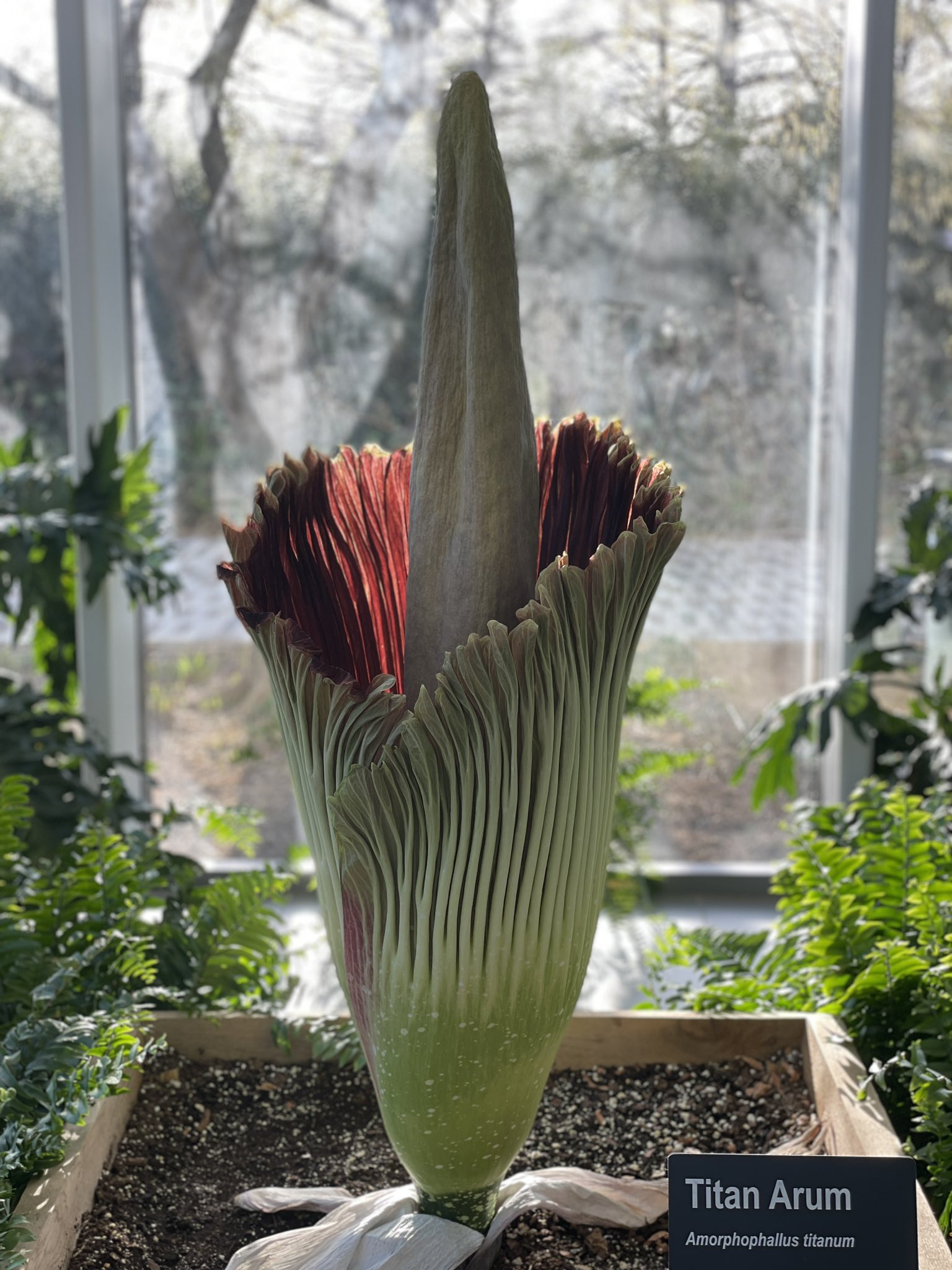Uncovering Oklahoma on Twitter "The Corpse Flower is now blooming at
