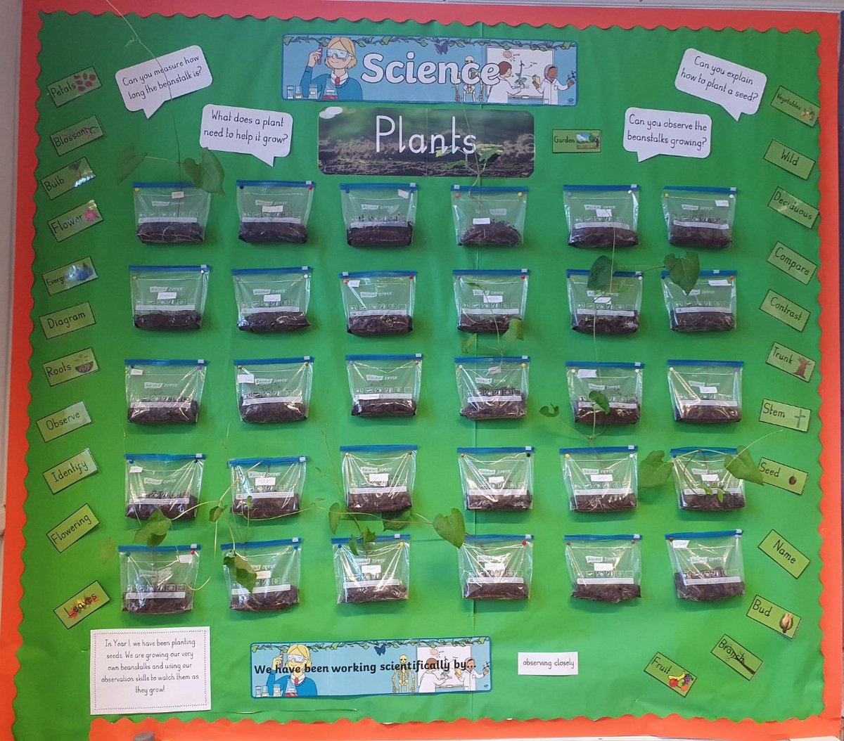 Miss_M_Munro's tweet photo. A throw back to one of our favourite Science experiments! It is so amazing to watch the plants grow and see the roots through the bags. It ended up being a competition of whose beanstalk grew the tallest! 🌱 💧 https://t.co/Xs6zNO1Kbi