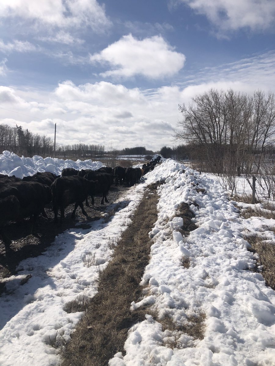 No more corn grazing. Coming home to calve. A couple days late by the calves we found this morning, but they made the 1 mile trip