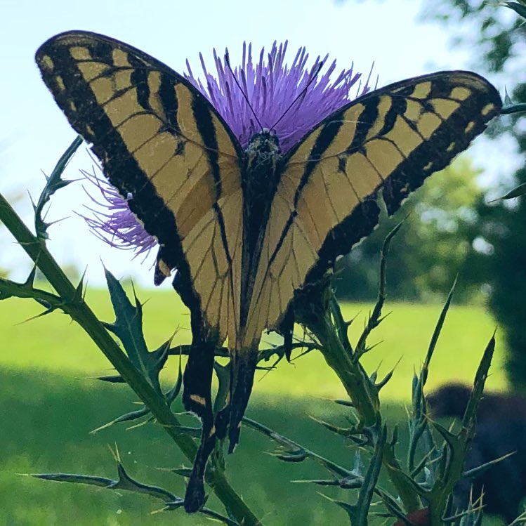Memory from Sep. 2020 - Yellow Swallowtail I saw while out on a walk at Shelby Farms.. 💛 #YellowSunday