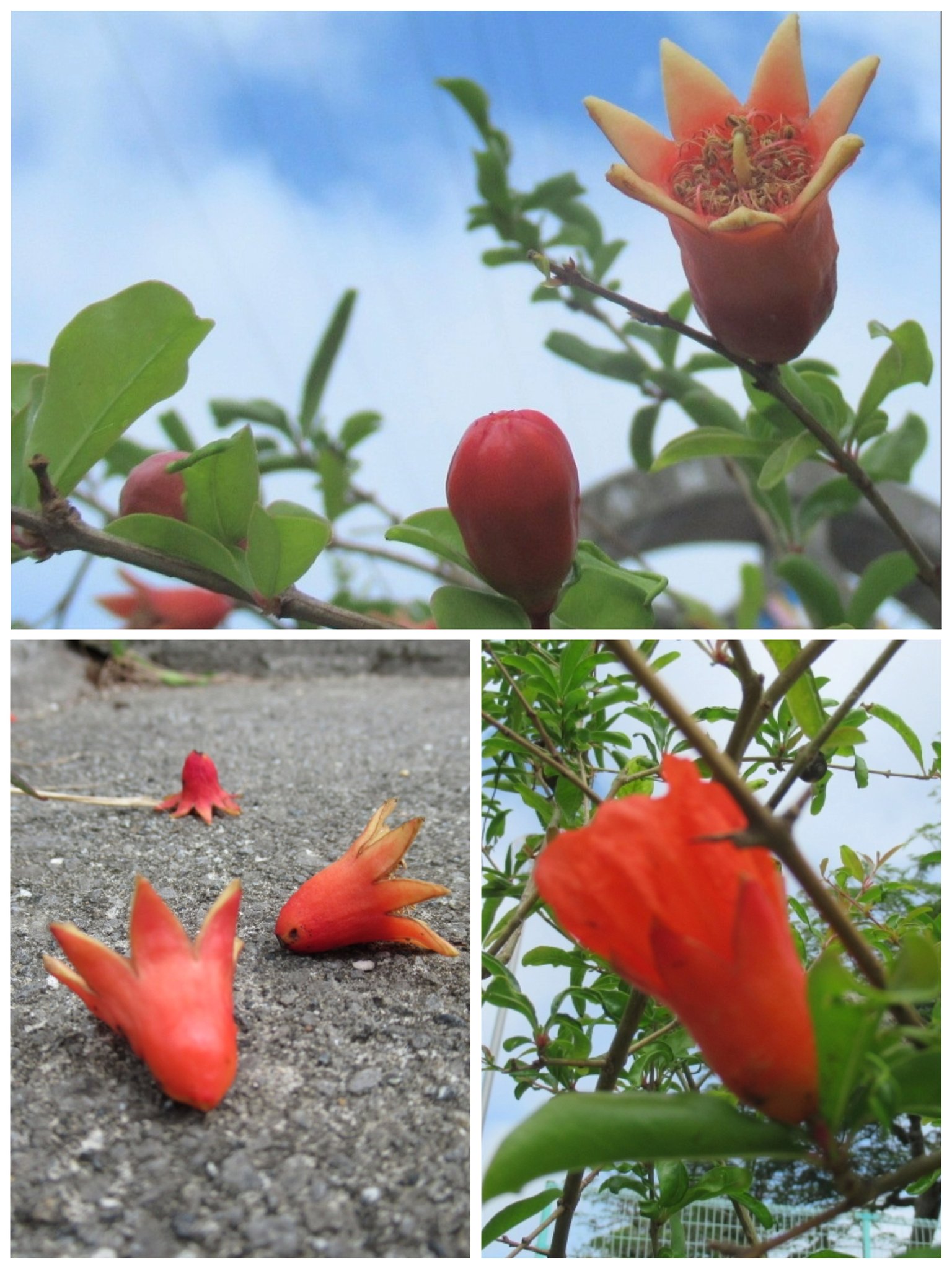 姫ザクロ Twitter Search Twitter