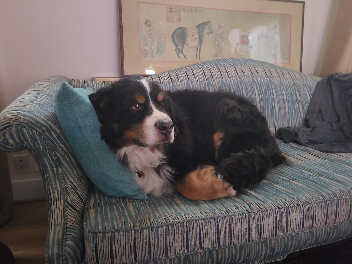 marionpdx's tweet photo. @JoJoFromJerz Here's my Lenny relaxing. He's a bit bigger than yours. https://t.co/wOVSeKInAi
