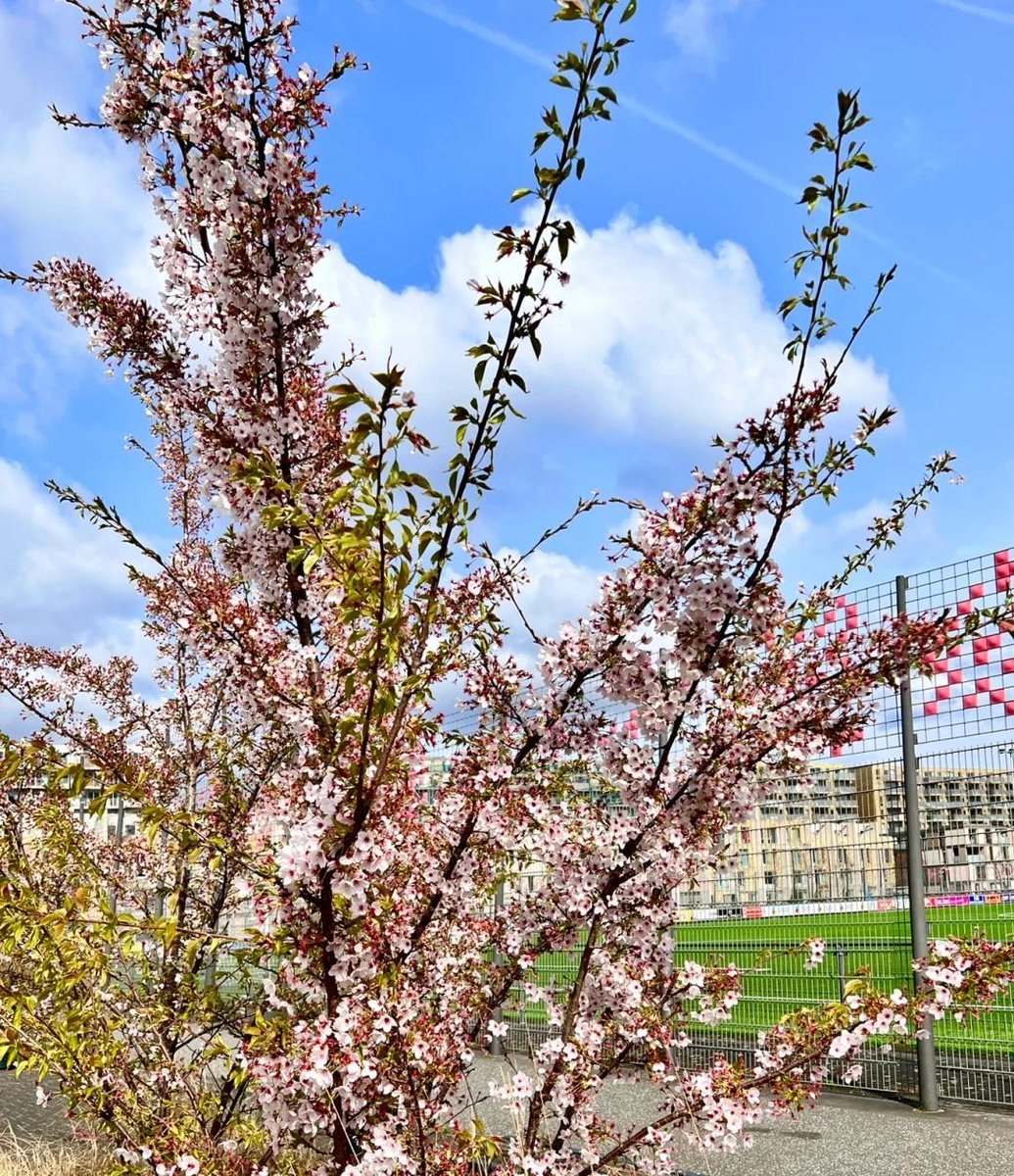 yshao734's tweet photo. I thought spring was coming, but I didn't expect it. Not every April there can be seen oh.😏😏😏 https://t.co/8p41FYIDeB