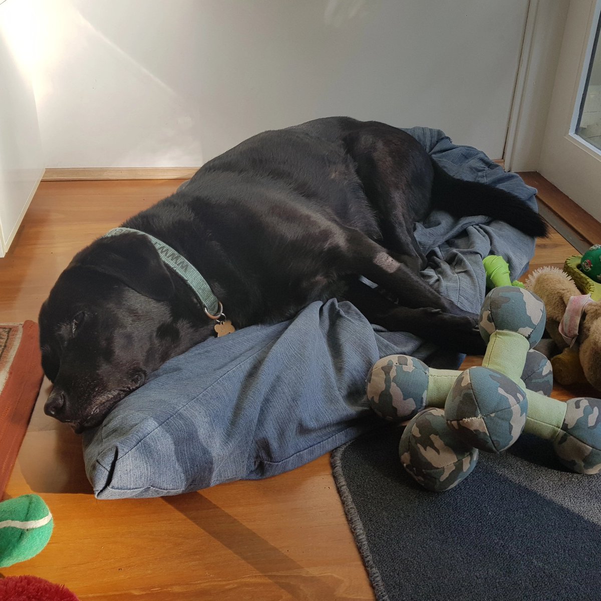 Jet loves his beanbag. ❤ #dogs #rescuedogs #blackdogs #labradors #mydog #mydogposts #dogsofinstagram #dogsoftwitter