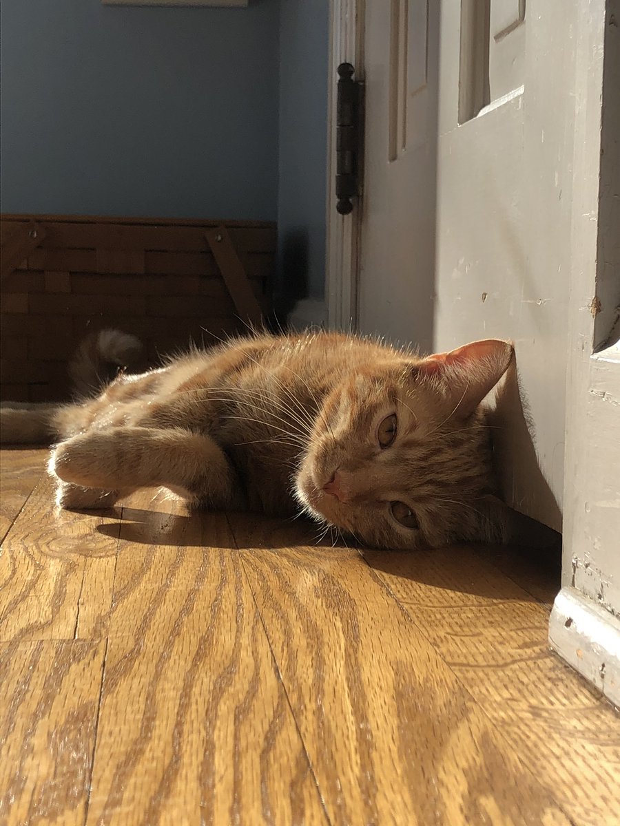 Shannon Resh tweet media