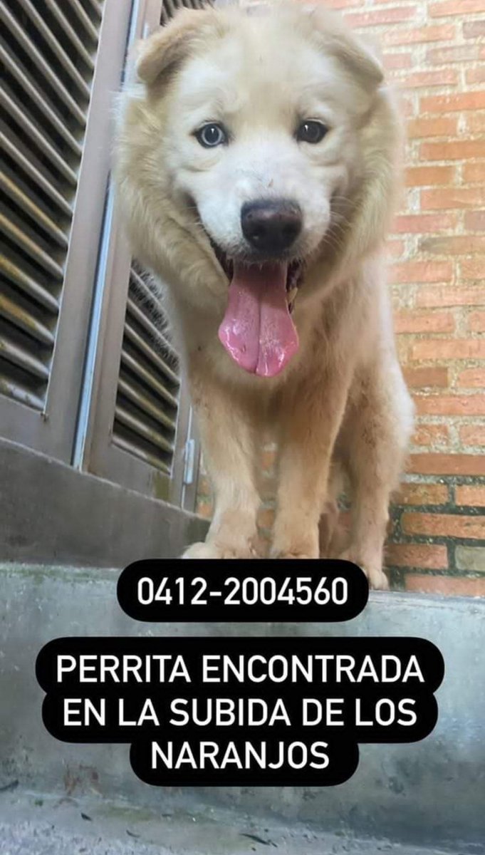 azlinjdgaby's tweet photo. Se busca a su familia. Encontrada en la subida de #LosNaranjos. @PerroUsuario por favor difundir. https://t.co/Q31V8K9ObI