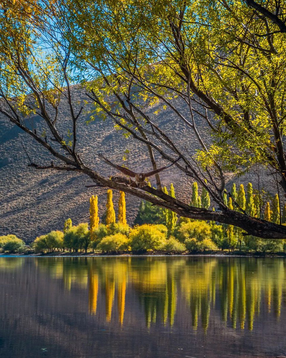 Ruta237Imagenes's tweet photo. Cada día el Limay se pinta más de Otoño.🌄
📌Villa Llanquin - Río Negro📌
#landscape #arg_salvaje #surargentino
#provincia #montaña #travelarg
#lugar #rionegro #argentina
#visitargentina #naturaleza
#Repost @_nelson_salazar https://t.co/S0mVUnDk0d