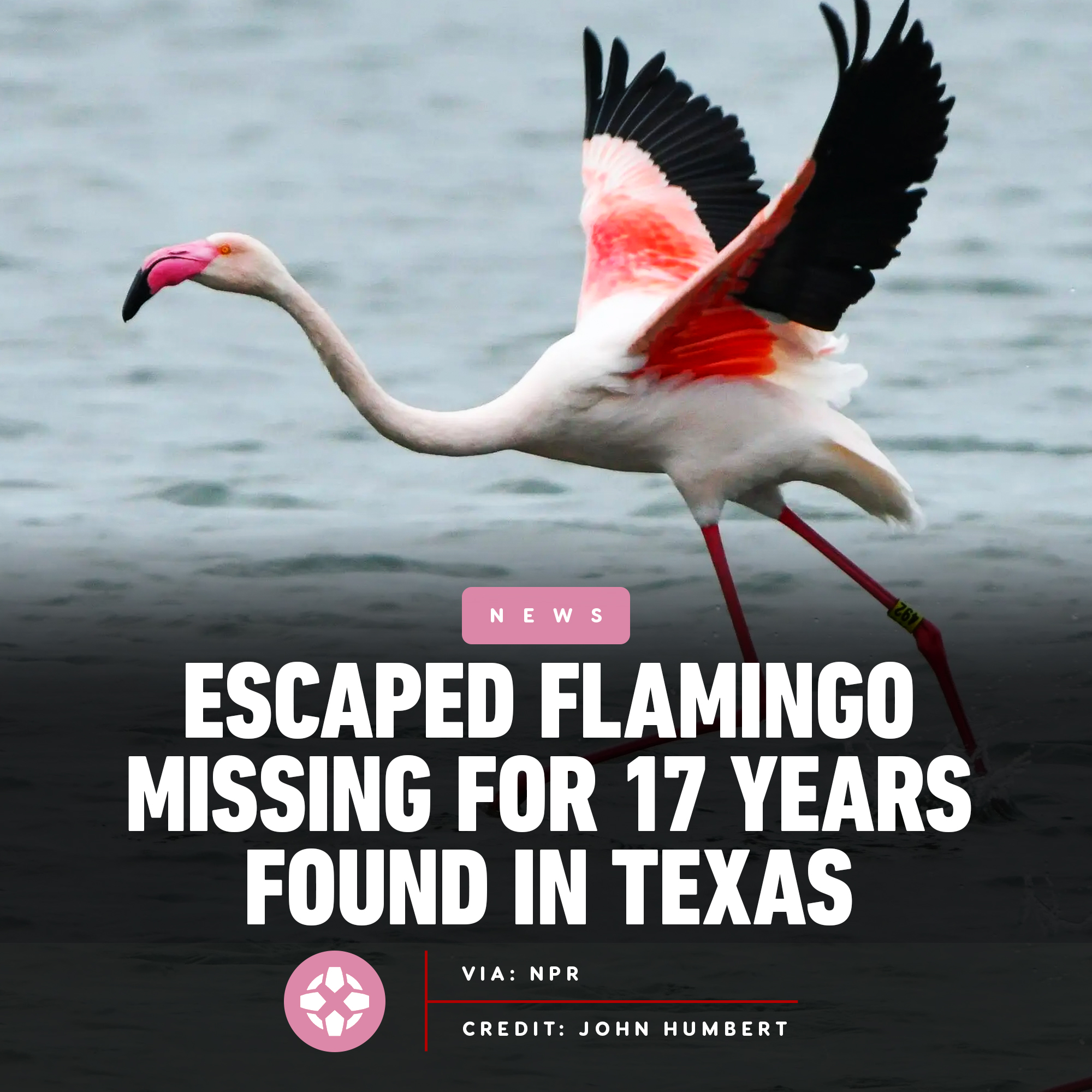IGN on Twitter "A flamingo named Pink Floyd, who escaped from a Kansas(01)