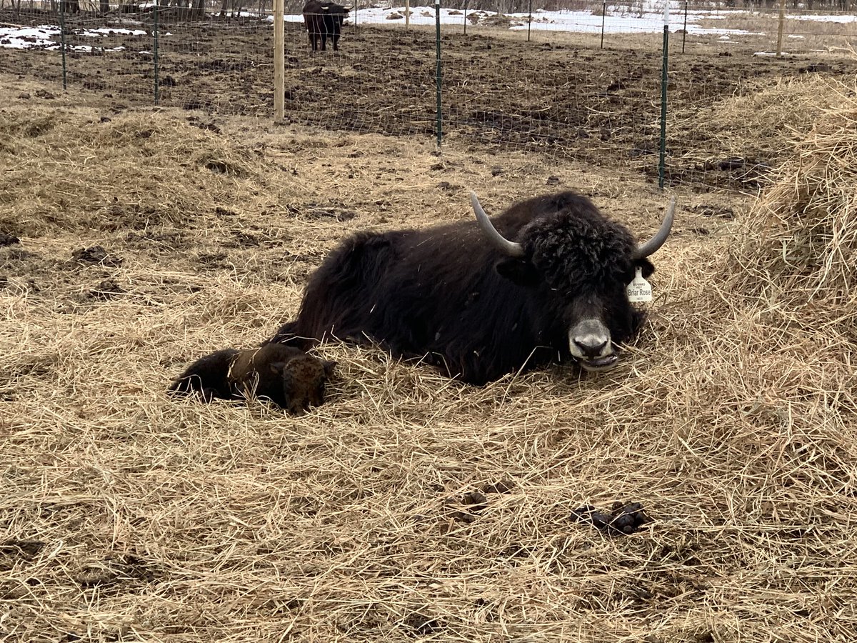 the_GregT's tweet photo. I was typing “spring is officially here”, then it started snowing. F-ing karma!  Oh well, first baby yak of the season hit the ground and is doing great, so all is well! https://t.co/1dMTinVY7y