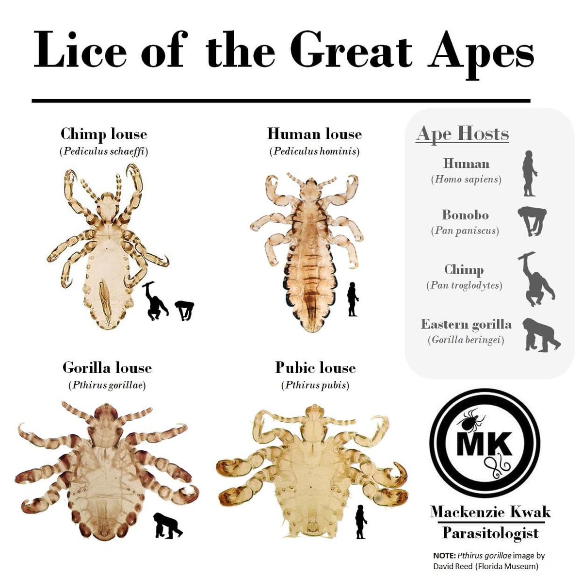 Baby Lice