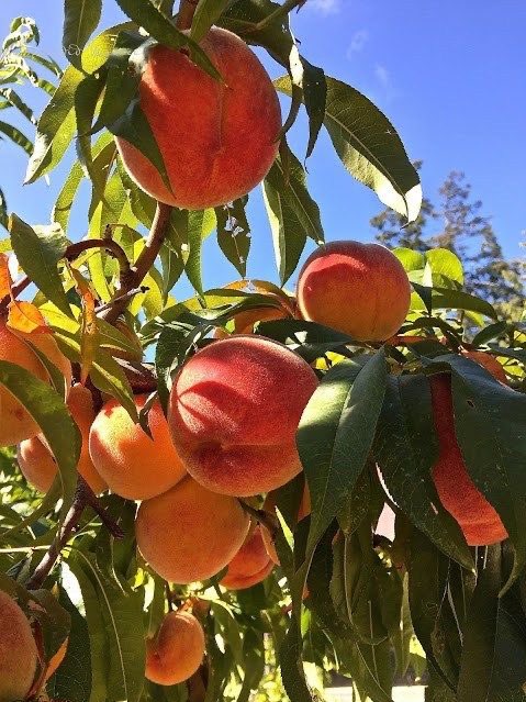 wellscoffeeFL's tweet photo. need a little refresher ? try our new iced peach green tea https://t.co/vNsNmfc1m9