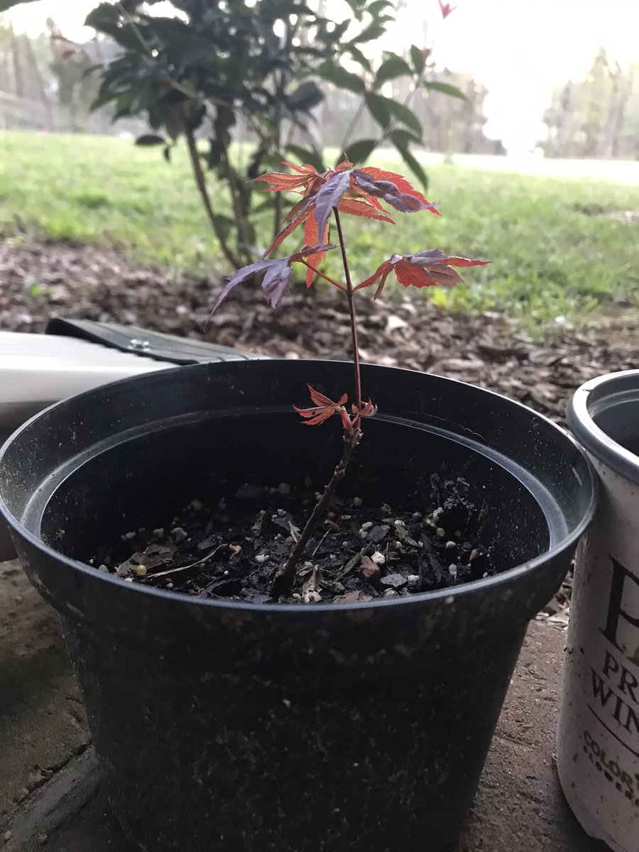 William28796229's tweet photo. I planted 3 Red Japanese Maples last yr from seedlings and this one is really starting to take off https://t.co/rOEtaIbSaG