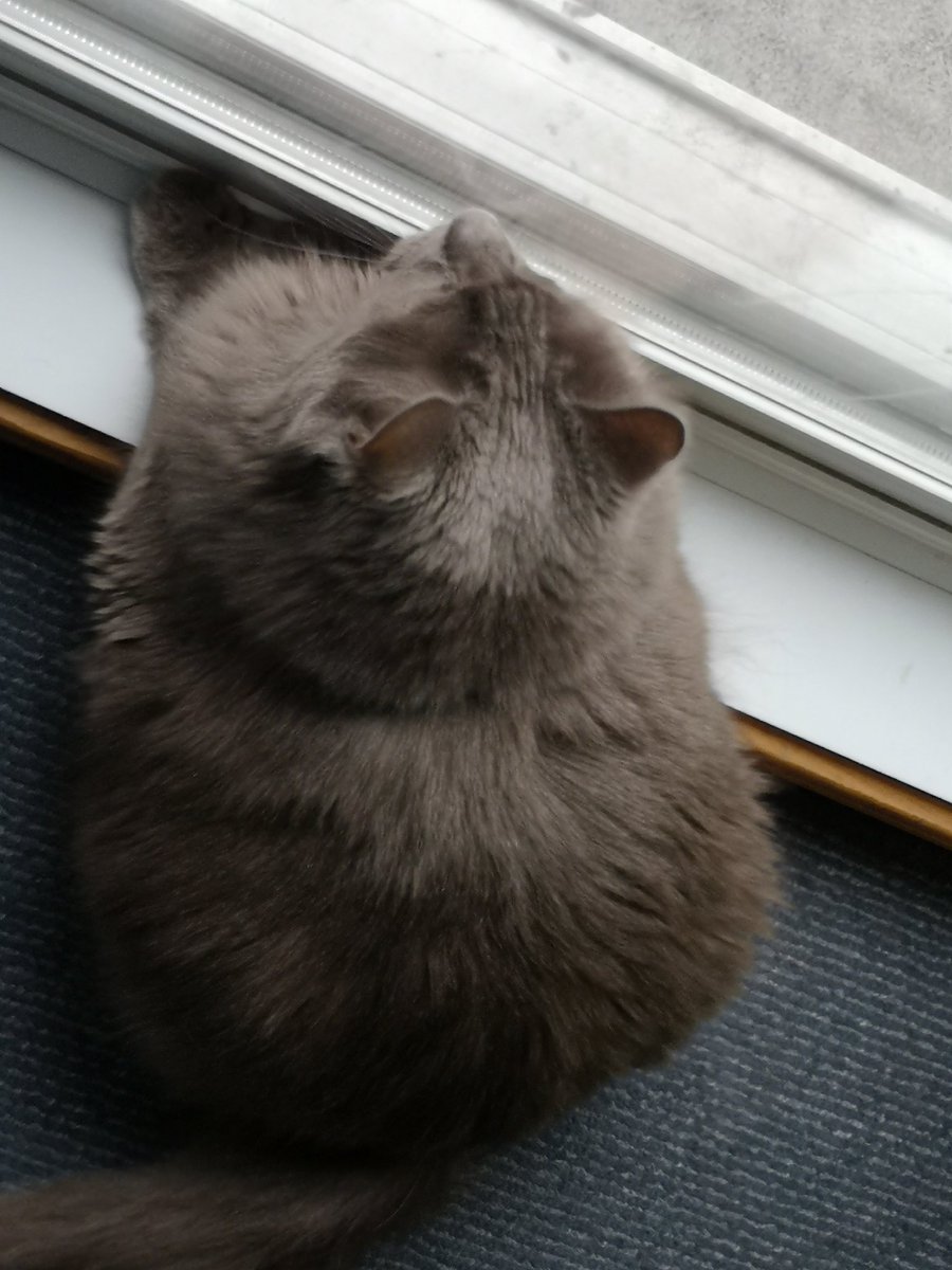CutestKittyMika's tweet photo. Fat cat ball https://t.co/VbzJYMQS3b