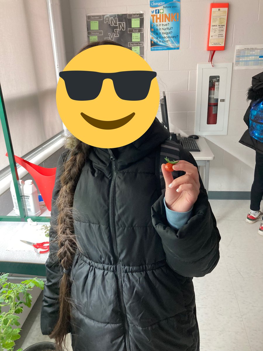 Christine Russell (@mllerussell) on Twitter photo Our class hydroponic system has been a fun experiment! From lush tomato-forest to scraggly, water-deprived twigs (courtesy of March Break). We finally have a š
harvest in 7F8 <a href="/WalnutGrovePS/">Walnut Grove P.S.</a>! Our class hydroponic system has been a fun experiment! From lush tomato-forest to scraggly, water-deprived twigs (courtesy of March Break). We finally have a š
harvest in 7F8 <a href="/WalnutGrovePS/">Walnut Grove P.S.</a>!