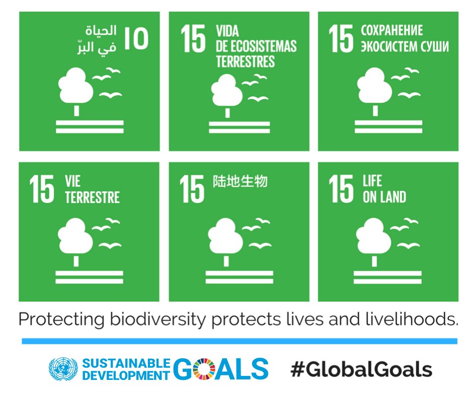 UN's tweet photo. Protecting life on land means:
🌳 sustainably managing forests,
🏜️ combating desertification,
🌾 stopping &amp; reversing land degradation,
🐘 and ending biodiversity loss.

Together we can make the #GlobalGoals a reality. https://t.co/QCEKAVOItV https://t.co/STZIzlBcbW