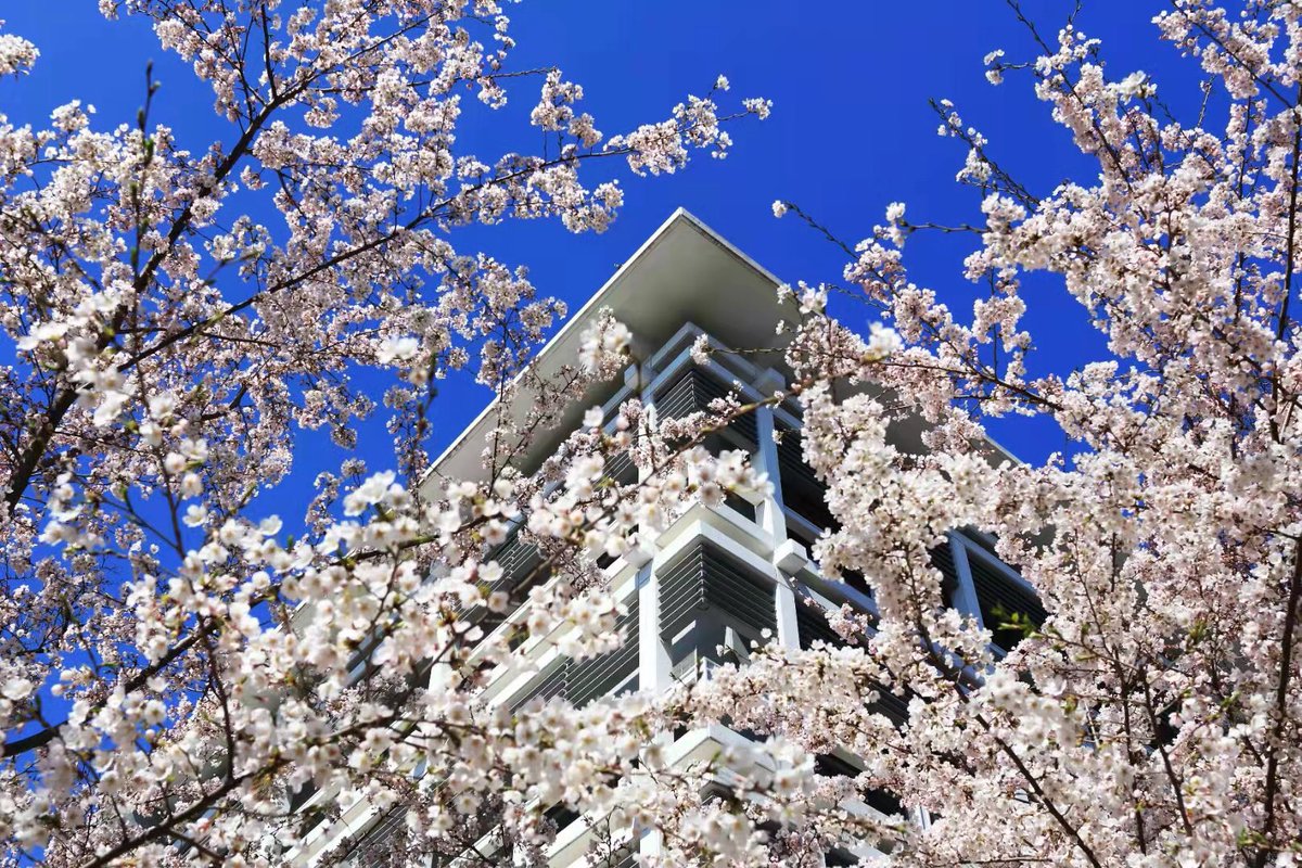 IBSBFSU's tweet photo. The blooming cherry trees in front of Beijing Centre for Japanese Studies are all over social media of #bfsuers these days. Do you know? These trees are gifts from Japanese major alumni for the 60th anniversary of funding of the School of Japanese and International Studies. https://t.co/RD9U8SvDGV
