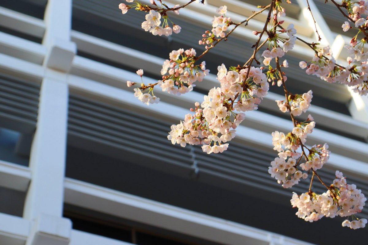 IBSBFSU's tweet photo. The blooming cherry trees in front of Beijing Centre for Japanese Studies are all over social media of #bfsuers these days. Do you know? These trees are gifts from Japanese major alumni for the 60th anniversary of funding of the School of Japanese and International Studies. https://t.co/RD9U8SvDGV