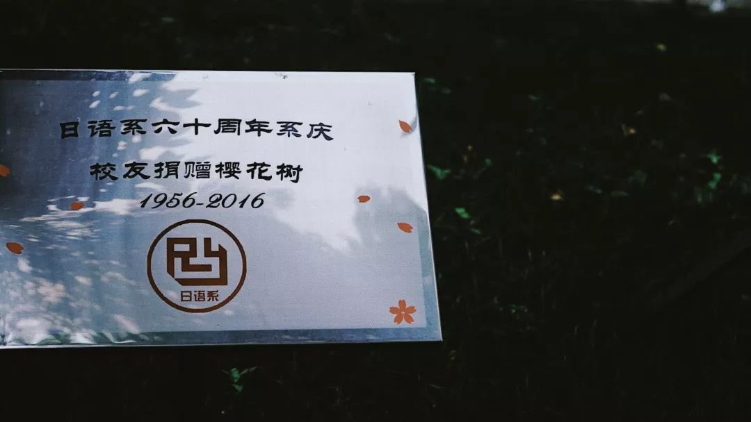 IBSBFSU's tweet photo. The blooming cherry trees in front of Beijing Centre for Japanese Studies are all over social media of #bfsuers these days. Do you know? These trees are gifts from Japanese major alumni for the 60th anniversary of funding of the School of Japanese and International Studies. https://t.co/RD9U8SvDGV