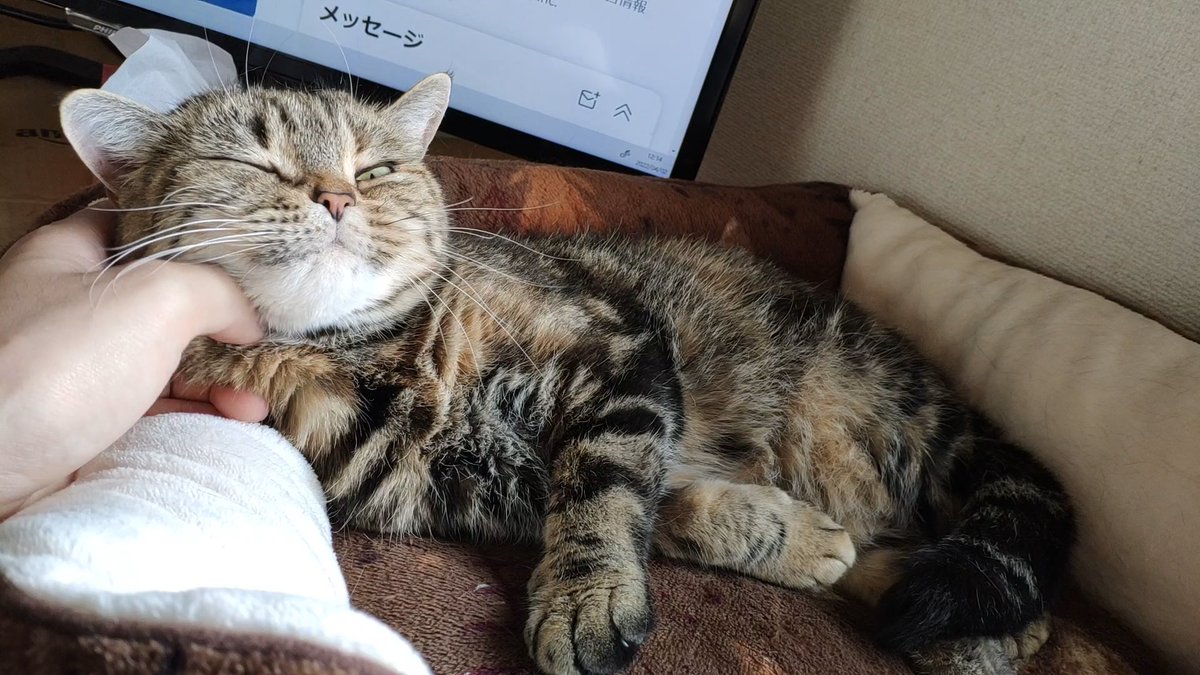 neko_ch_an's tweet photo. おはようございます！今週も張り切っていきましょう🌤️ https://t.co/56O0r7x8fp