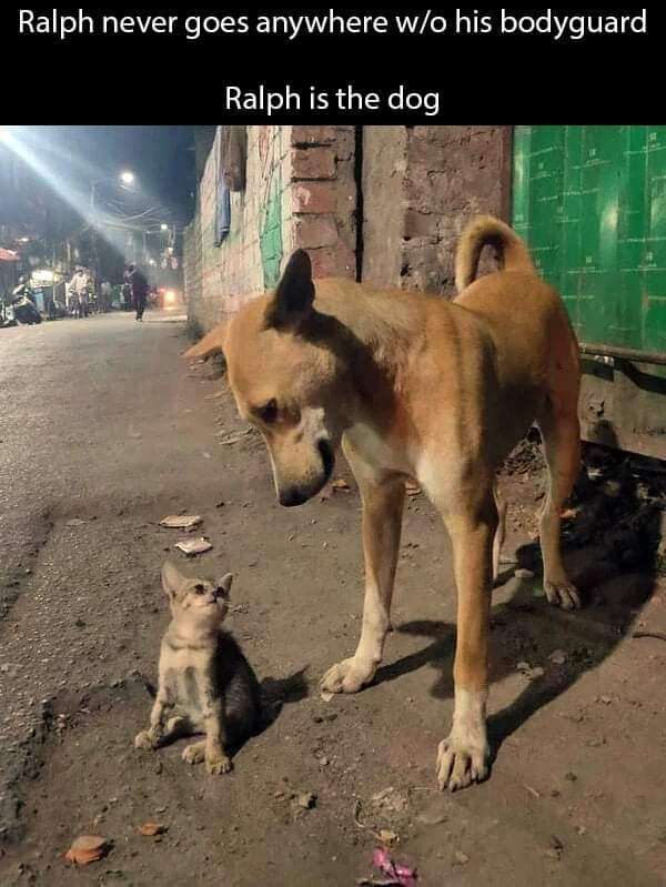 ❤❤❤ #CatsOfTwitter