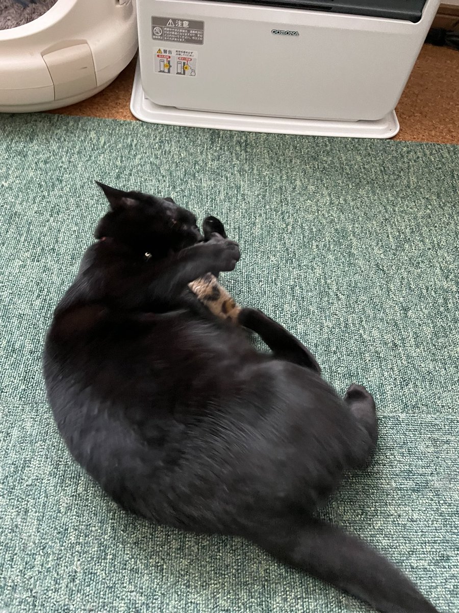 _p_t_t_i's tweet image. またサボってしまった、、
朝ねこ！！具合悪つむと朝から元気いと🧵