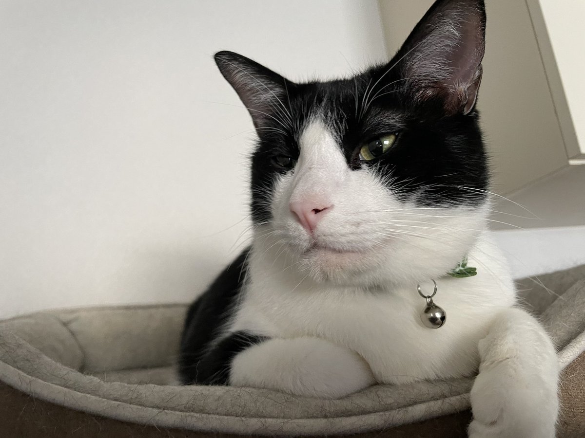 _p_t_t_i's tweet image. またサボってしまった、、
朝ねこ！！具合悪つむと朝から元気いと🧵