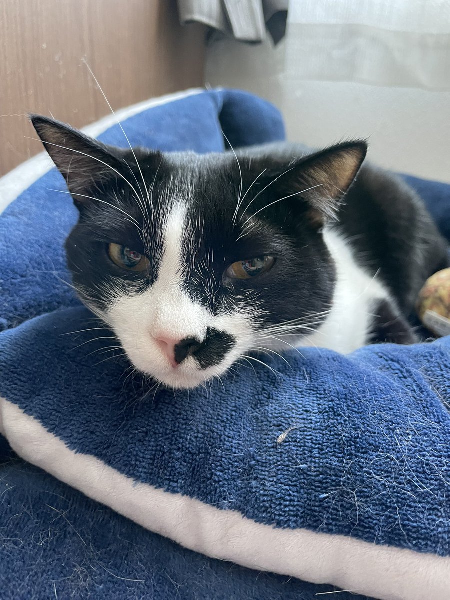 _p_t_t_i's tweet image. またサボってしまった、、
朝ねこ！！具合悪つむと朝から元気いと🧵
