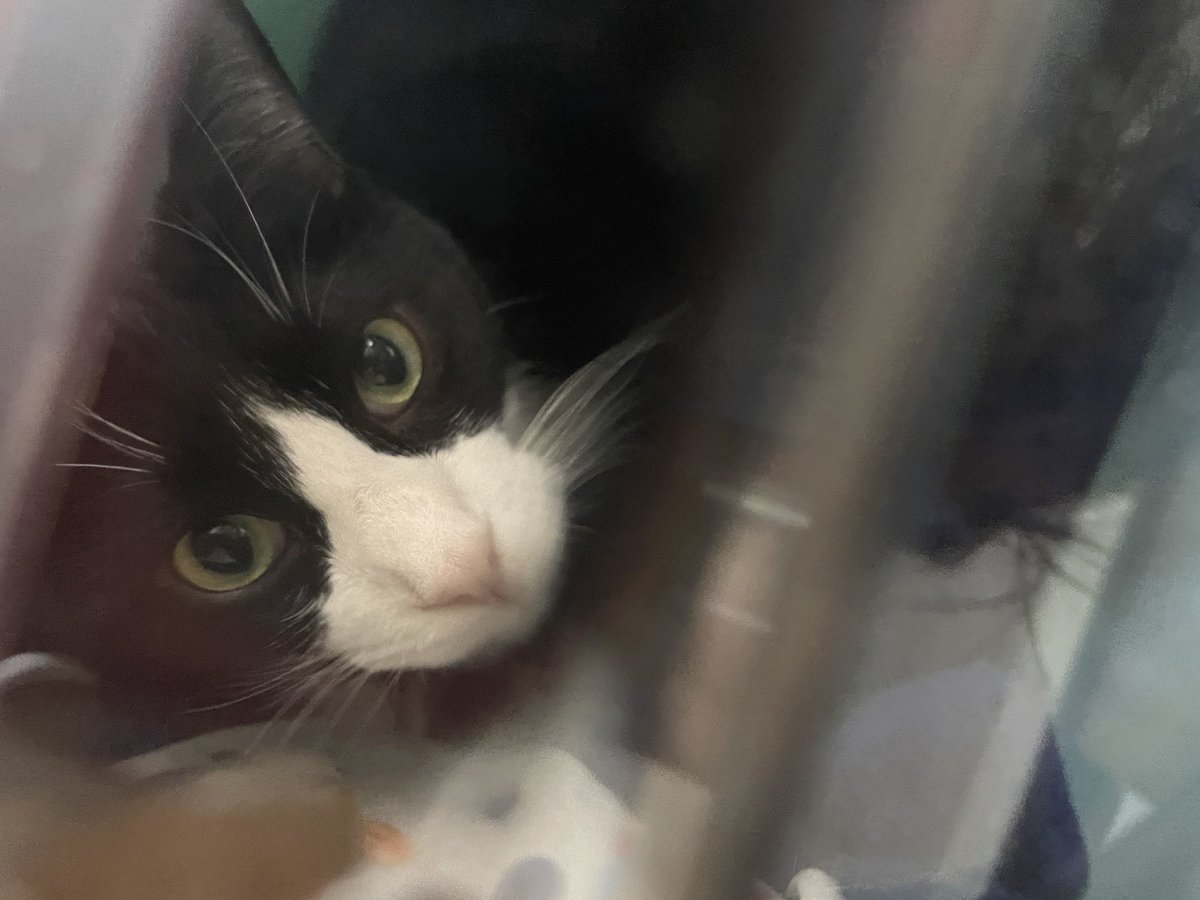 _p_t_t_i's tweet image. またサボってしまった、、
朝ねこ！！具合悪つむと朝から元気いと🧵