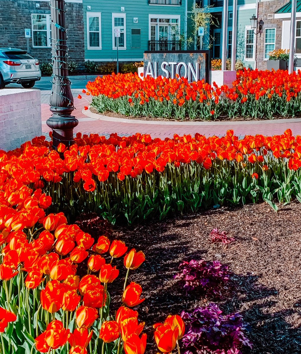 LiveAlstonLI's tweet photo. Spring weather is coming! 💐 There truly is no place like home at Alston. Call our leasing office to visit and schedule a tour today. 
#livealstonli https://t.co/bYZrGKwu74