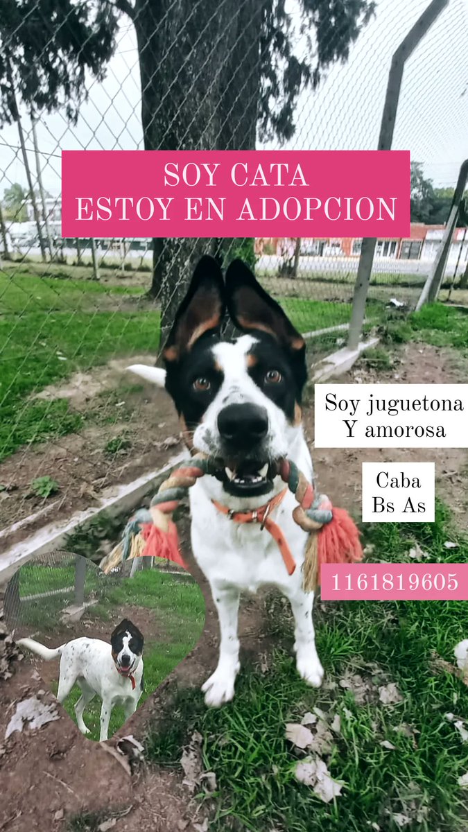 marylitaa's tweet photo. CATA en Adopcion. Caba. Bs as.
Espera en un canil que llegue un hogar para ella. Por favor Compartir 🌟🙏🏻 1161819605
@ArqueroSinManos @BombitaDarin @lizytagliani @mebolcomba @elcampito @VickyAcostaR https://t.co/acLs6TSqO2
