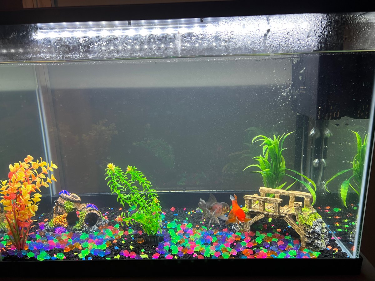 EllerySpirewka's tweet photo. I need to keep the filter on constantly so my fish are able to live. This uses a small amount of energy everyday. @franklinlorax #apesenergy https://t.co/HsO79Rw2Mk