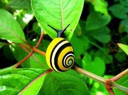 Larivera121's tweet photo. En #SantiagodeCuba, investigadores de la
@UOCuba y del preuniversitario Cuqui Bosch salvaguardan el historial de la #PolymitaPicta, especie galardonada recientemente como molusco del año 2022.
https://t.co/8xlTxnGm4p https://t.co/ZKMPvxOP94