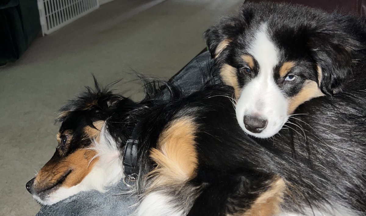 Sleepy boys 
.
#twitterdog #twitterdogcommunity #dogsontwitter #dogtweets #hitwitter #WhatsGoingOn #dogsoftwitter #puppylove #sleepy #DoggyMeme #Dog #dogezilla #pets #twitterdogs