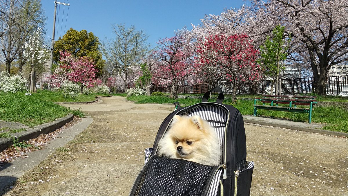 大阪城公園の桃園きれい♥