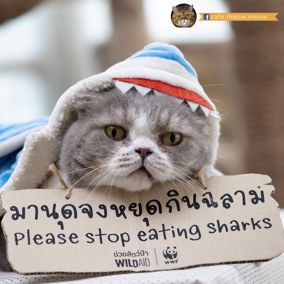 Garfaire1's tweet photo. วันนี้พี่โก้ขออินเทรนด์ ร่วมรณรงค์ไม่กินฉลามกับ WildAid และ WWF ด้วยนะ เท่ปะหละ ผ่างงงงง

ร่วมกันปกป้องฉลาม เพียงอัพรูปแมว ของคุณ หรือสร้างสรรค์รูปแมวในแบบของคุณ เพื่อเชิญชวนให้ทุกคน หยุดกินฉลามได้ง่ายๆ ที่ https://t.co/by5BfCLDhG เมี้ยวววว! 

#มานุดจงหยุดกินฉลาม #CatsForSharks https://t.co/m47rmsMhGC