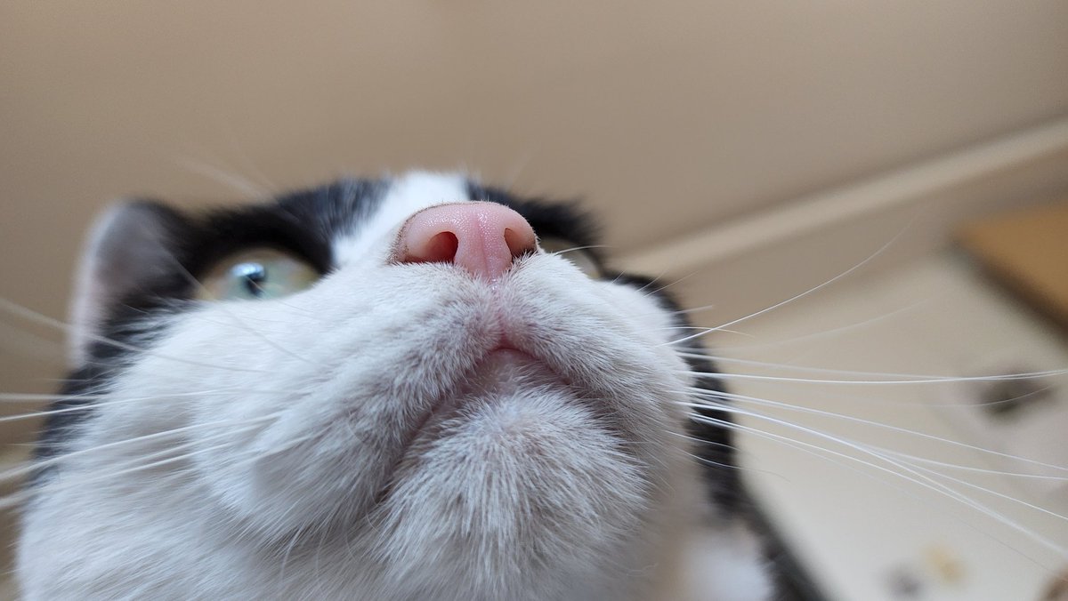 스트레칭 한대놓고 누워서 핸드폰 보는 내 얼굴 위의 루시 얼굴