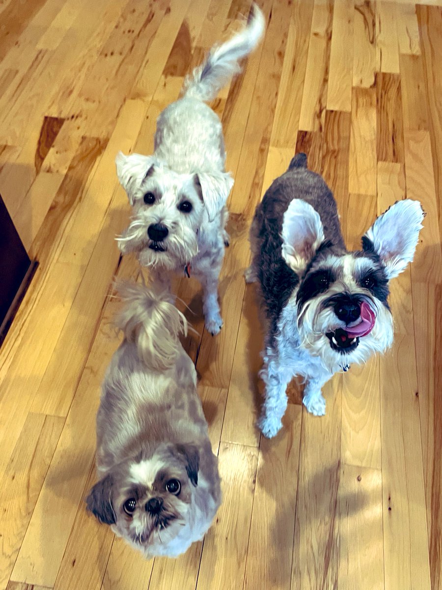 OttoBrahmsEsq's tweet photo. Mom groomed us three this weekend and now we’re Spring ready 💜💛💚 #freshlygroomed #schnauzergang #shitzus #SpringVibes https://t.co/toCvLpbHnM