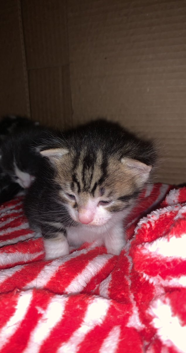 obrobreakfast's tweet photo. Got a new fur baby! Meet Ellie, or Elanor the Fair for any of those LOTR nerds :) https://t.co/ES53us3SDA